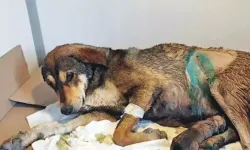 Zehirlenme tehlikesi bulunan köpeğe sezaryen yapıldı